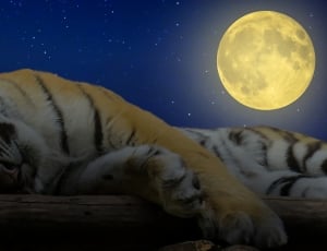 tiger and full moon illustration thumbnail