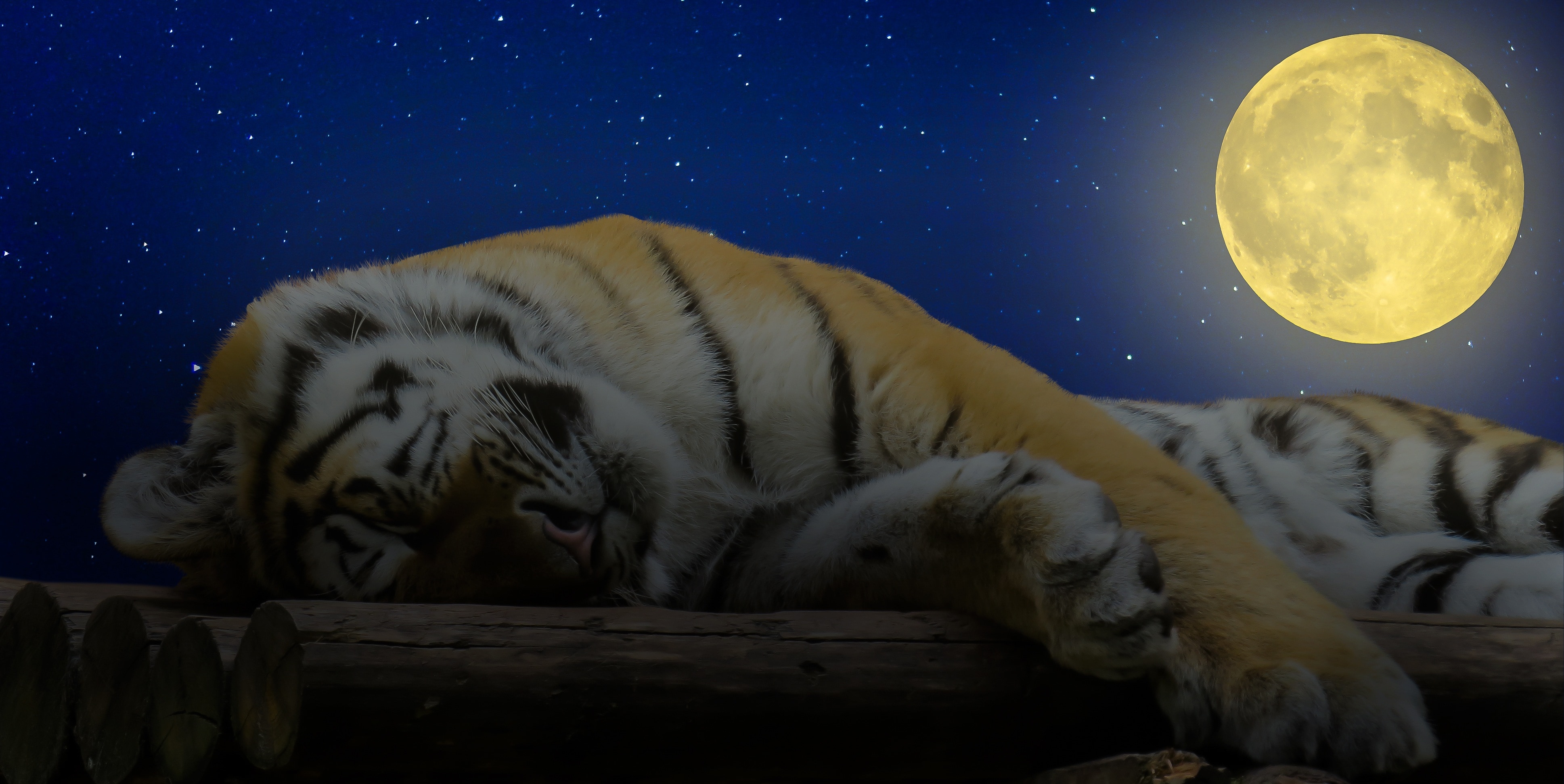 tiger and full moon illustration