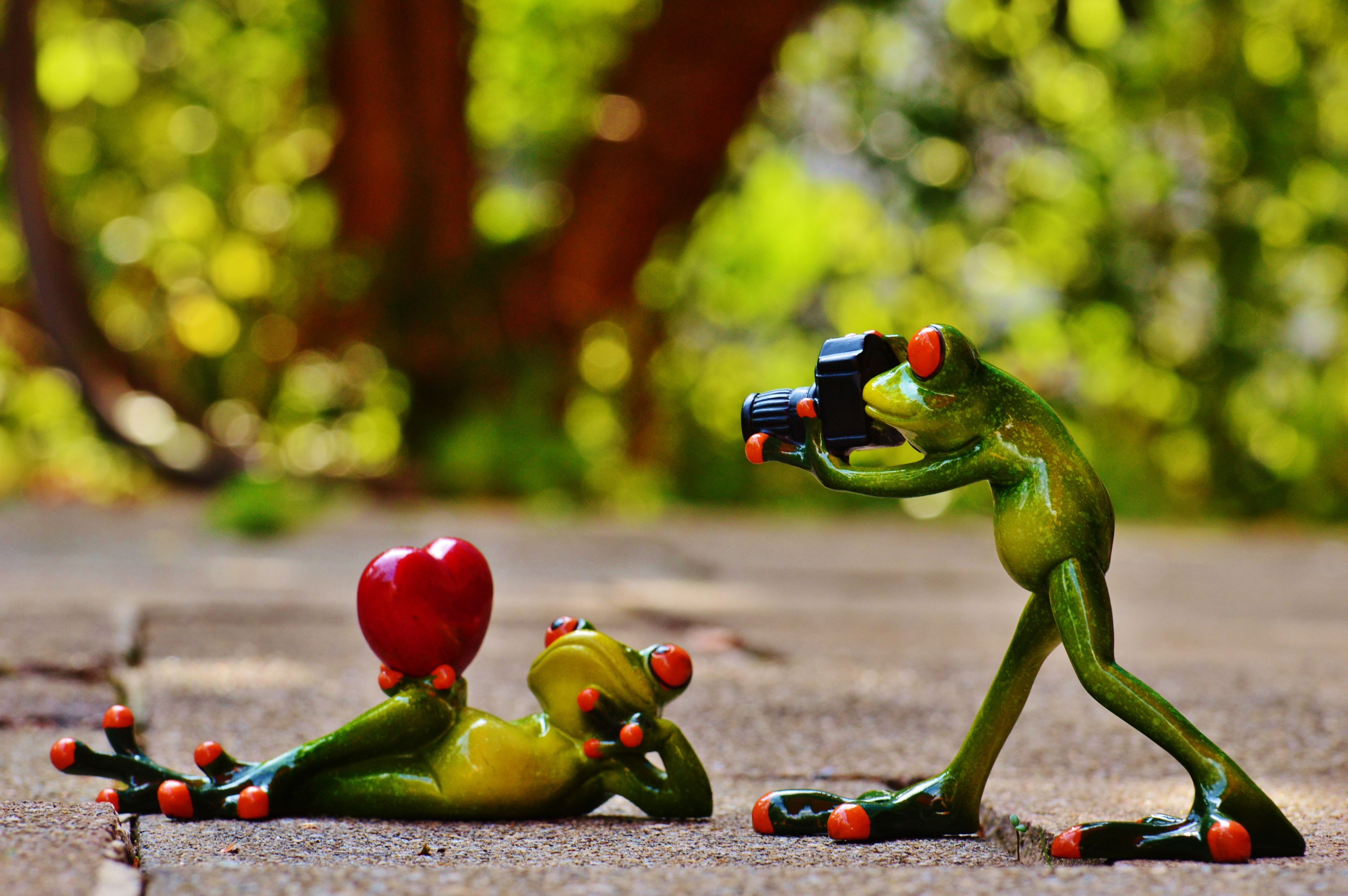 2 frog doing photography