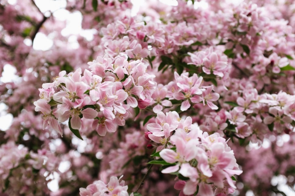 pink cherry blossom preview