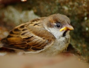 brown and white  small beaked bird thumbnail
