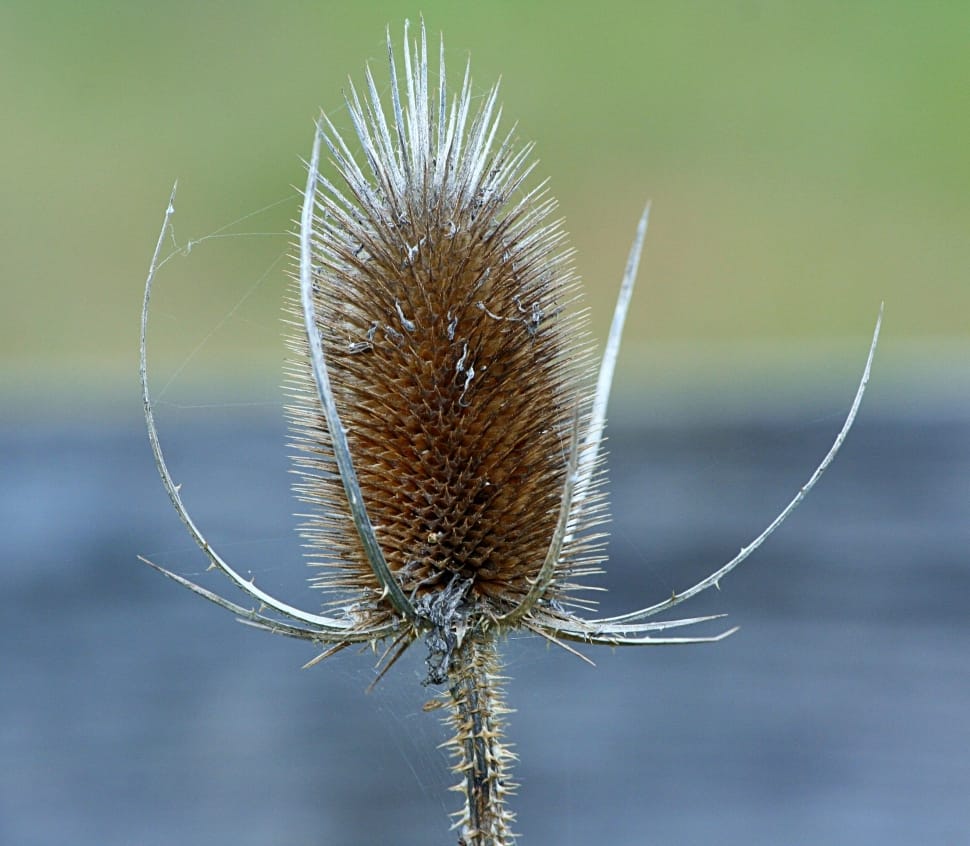Teasel, Prickly, Dipsacus, Teazel, one animal, insect preview