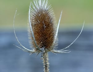 Teasel, Prickly, Dipsacus, Teazel, one animal, insect thumbnail