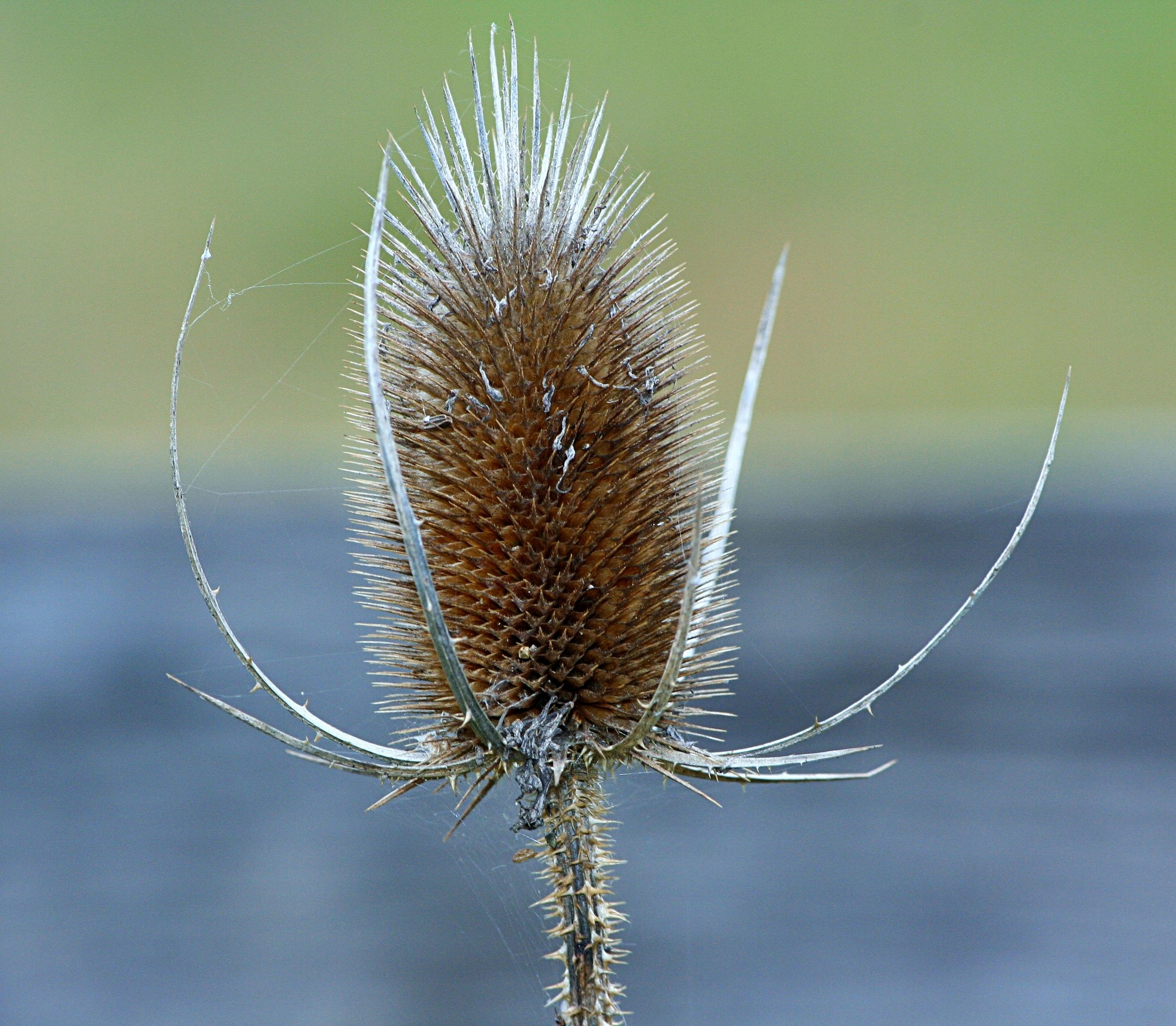 Teasel, Prickly, Dipsacus, Teazel, one animal, insect