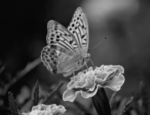 grey scale photography of butterfly on flower thumbnail