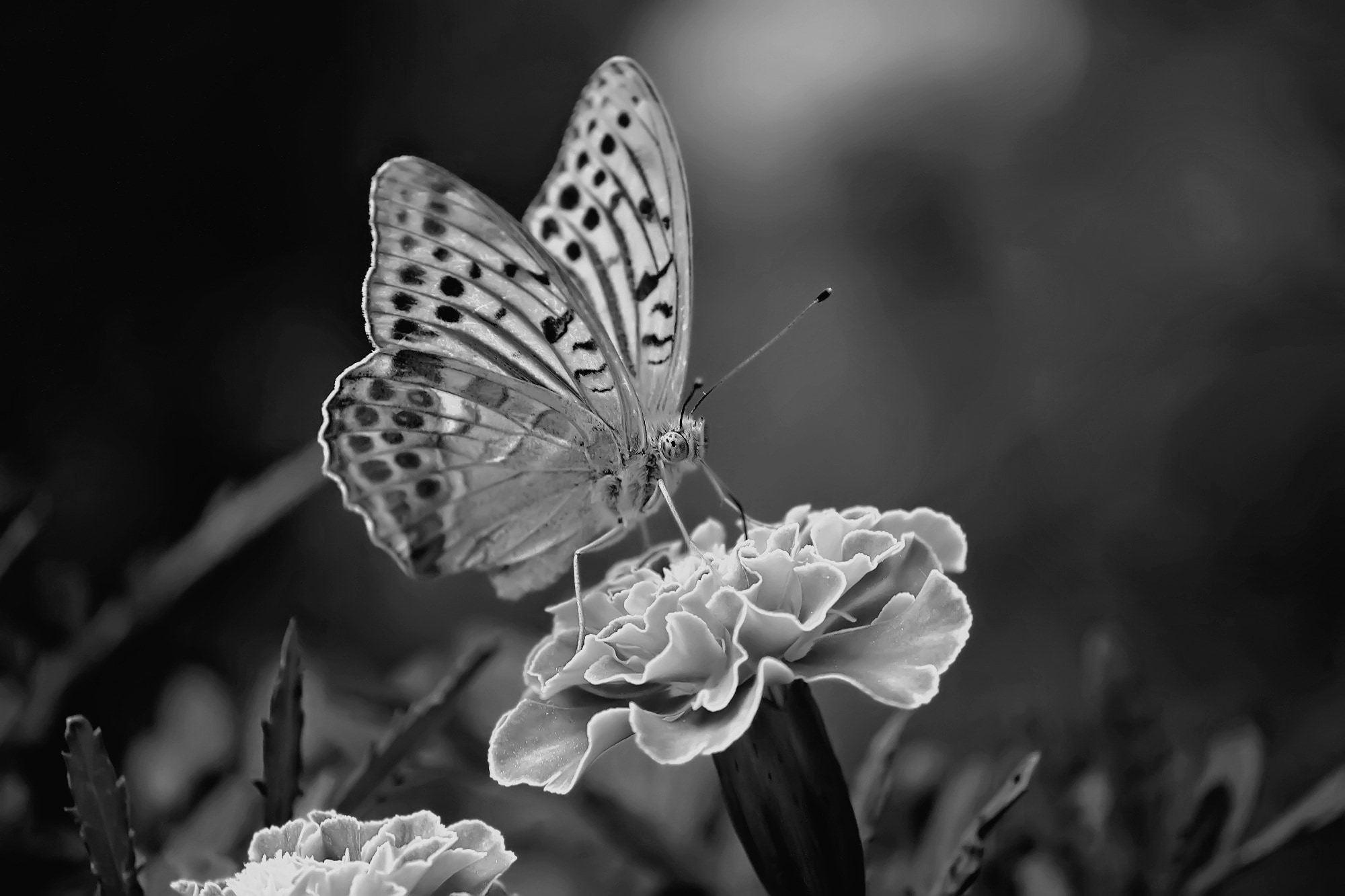 grey scale photography of butterfly on flower