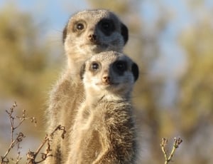 two brown meerkats during daytime thumbnail