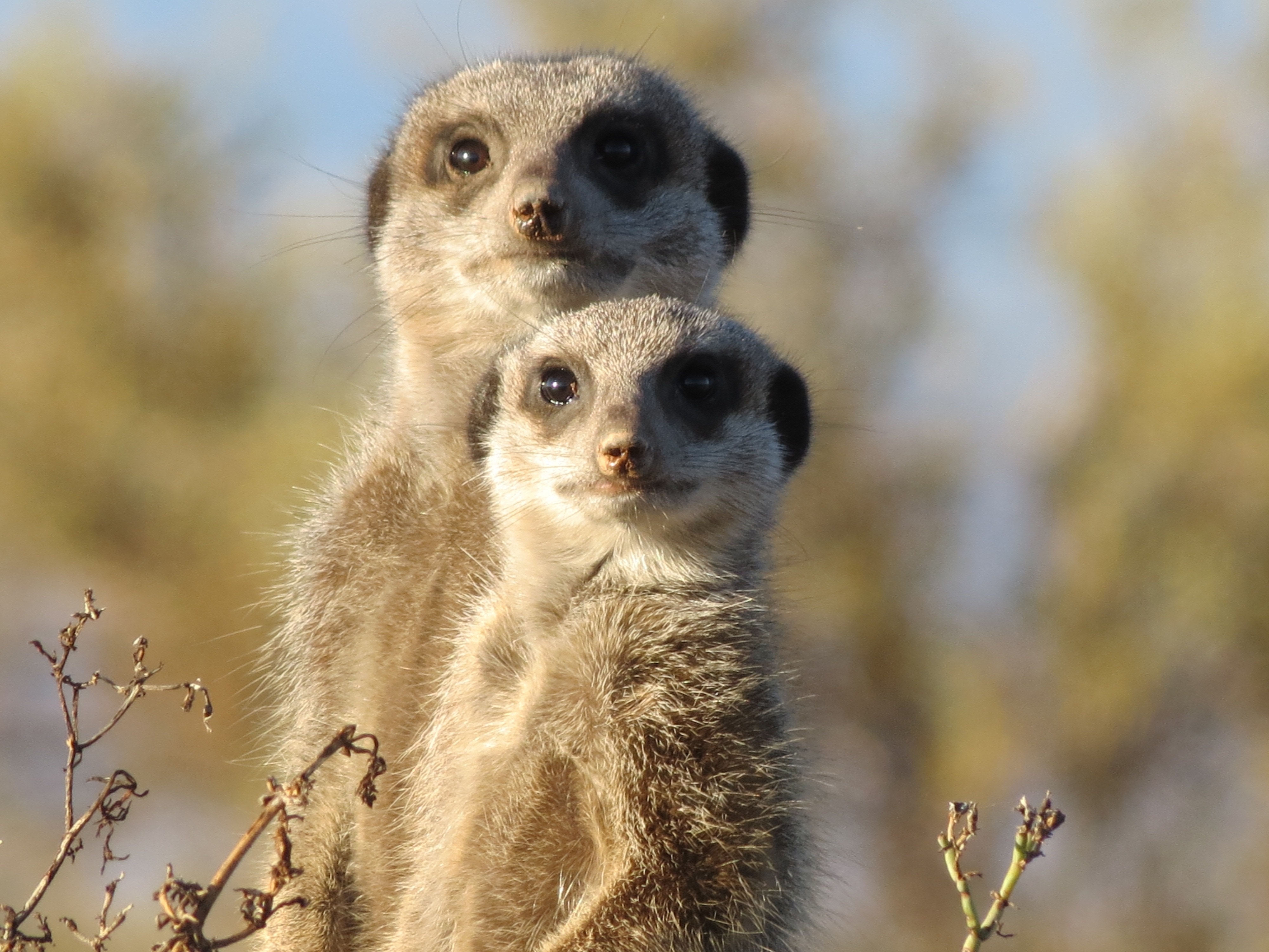 two brown meerkats during daytime