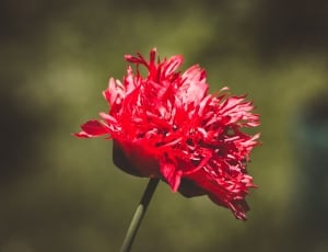 red carnation thumbnail