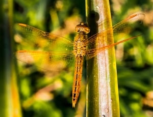 brown dragonfly on green leaf close up focus photo thumbnail