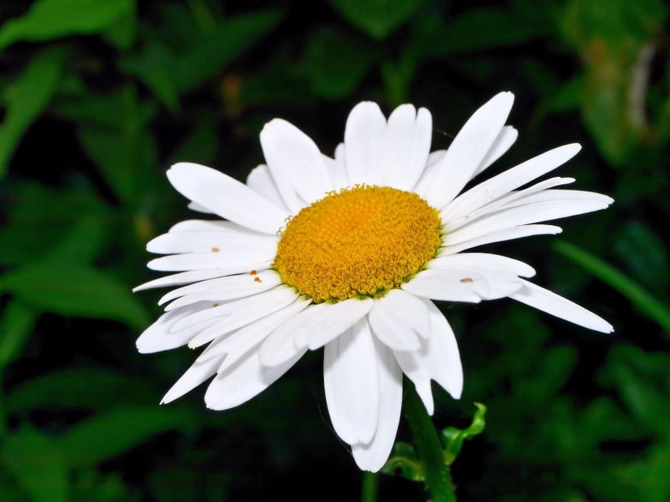white daisy flower preview