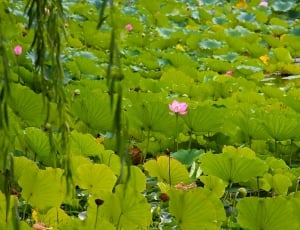 water lily plant thumbnail