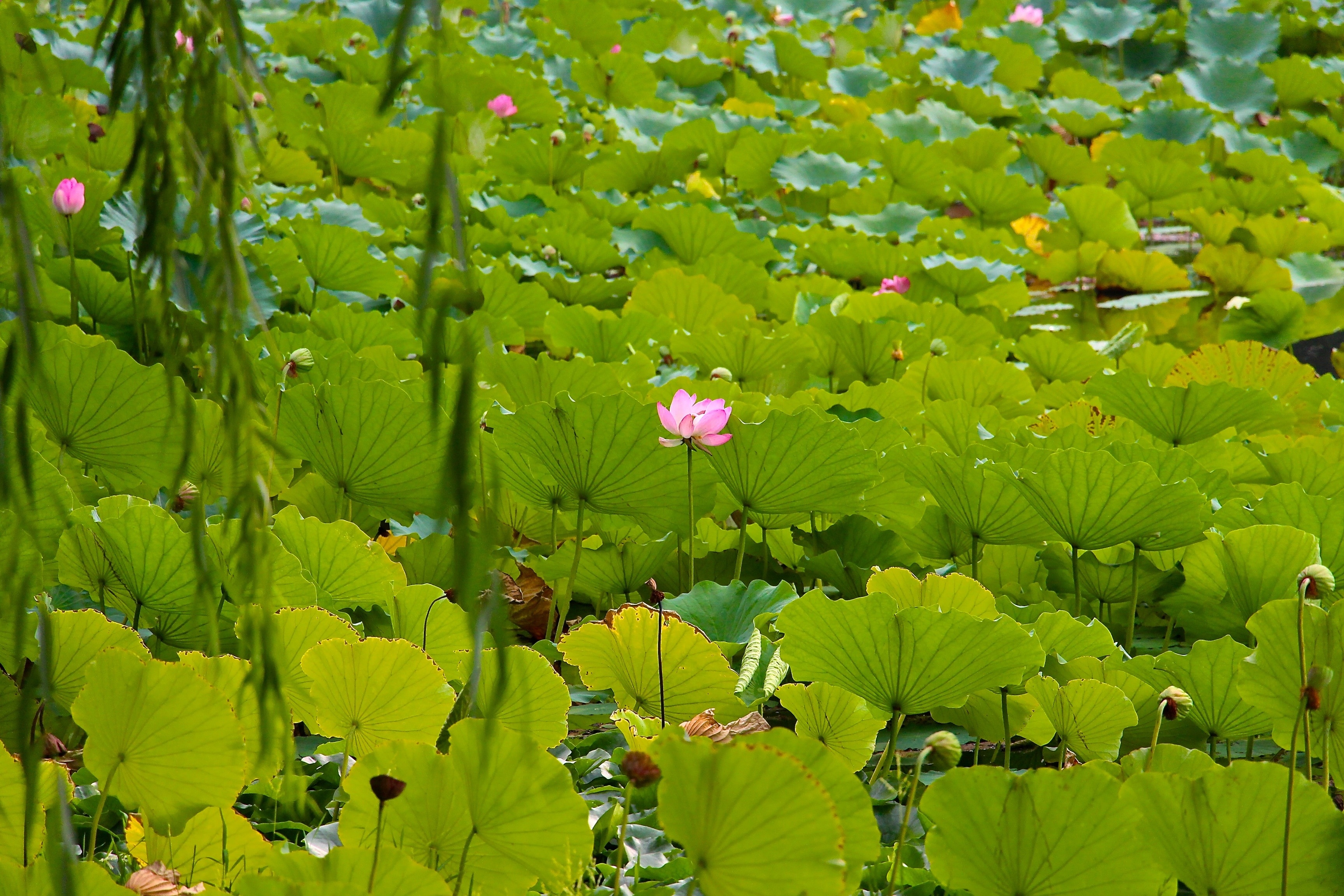 water lily plant