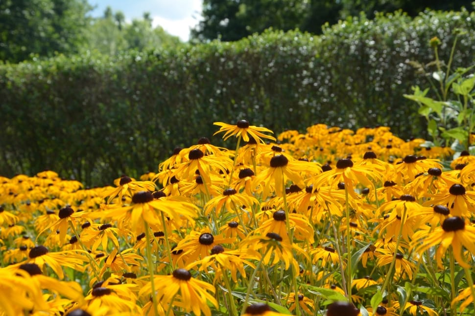black eyed susan flowers preview