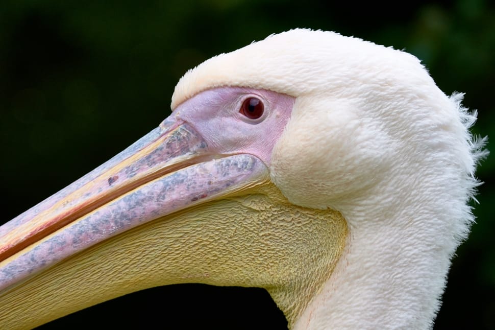 white pelican shallow focus photography preview