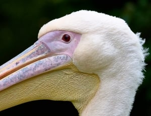 white pelican shallow focus photography thumbnail
