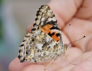 Painted Lady, Butterfly, Close, one animal, animal themes thumbnail