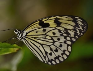 macro lens photography of paper kite butterfly on green leaf thumbnail