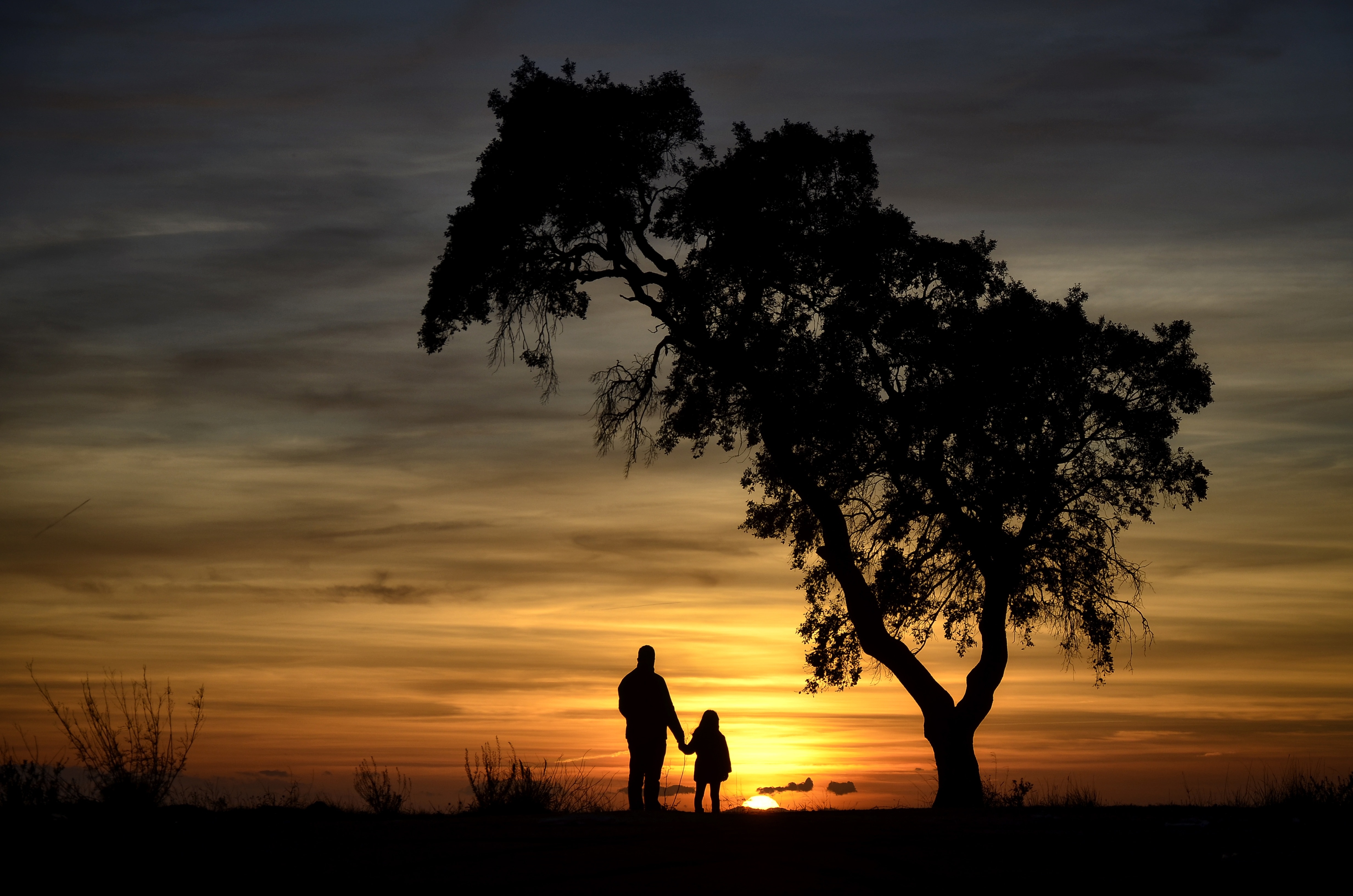 silhouette view of man and girl standing near tree