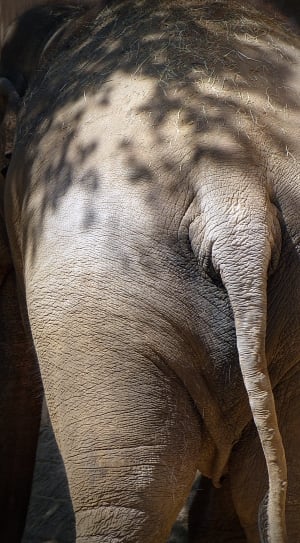 grey elephant thumbnail
