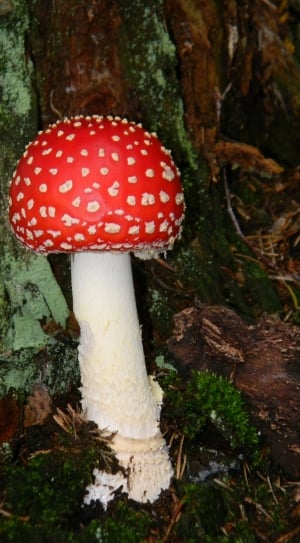 red and white mushroom near tree roots thumbnail