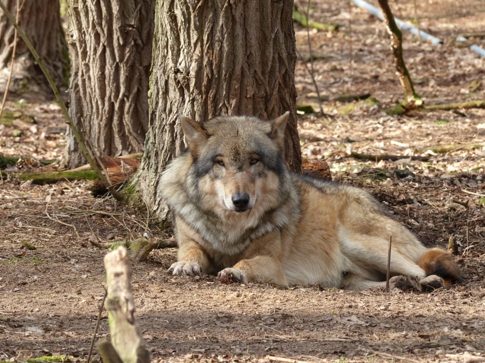 czechoslovakian wolfdog preview