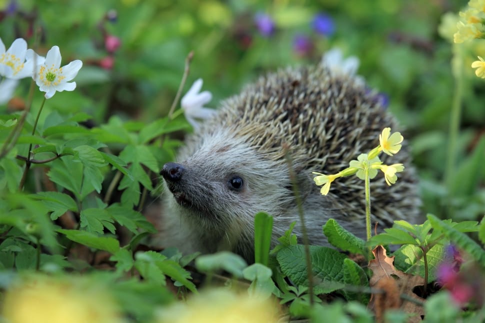 hedgehog animal preview