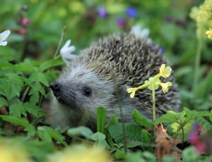 hedgehog animal thumbnail