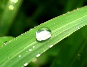 water droplets in green grass thumbnail