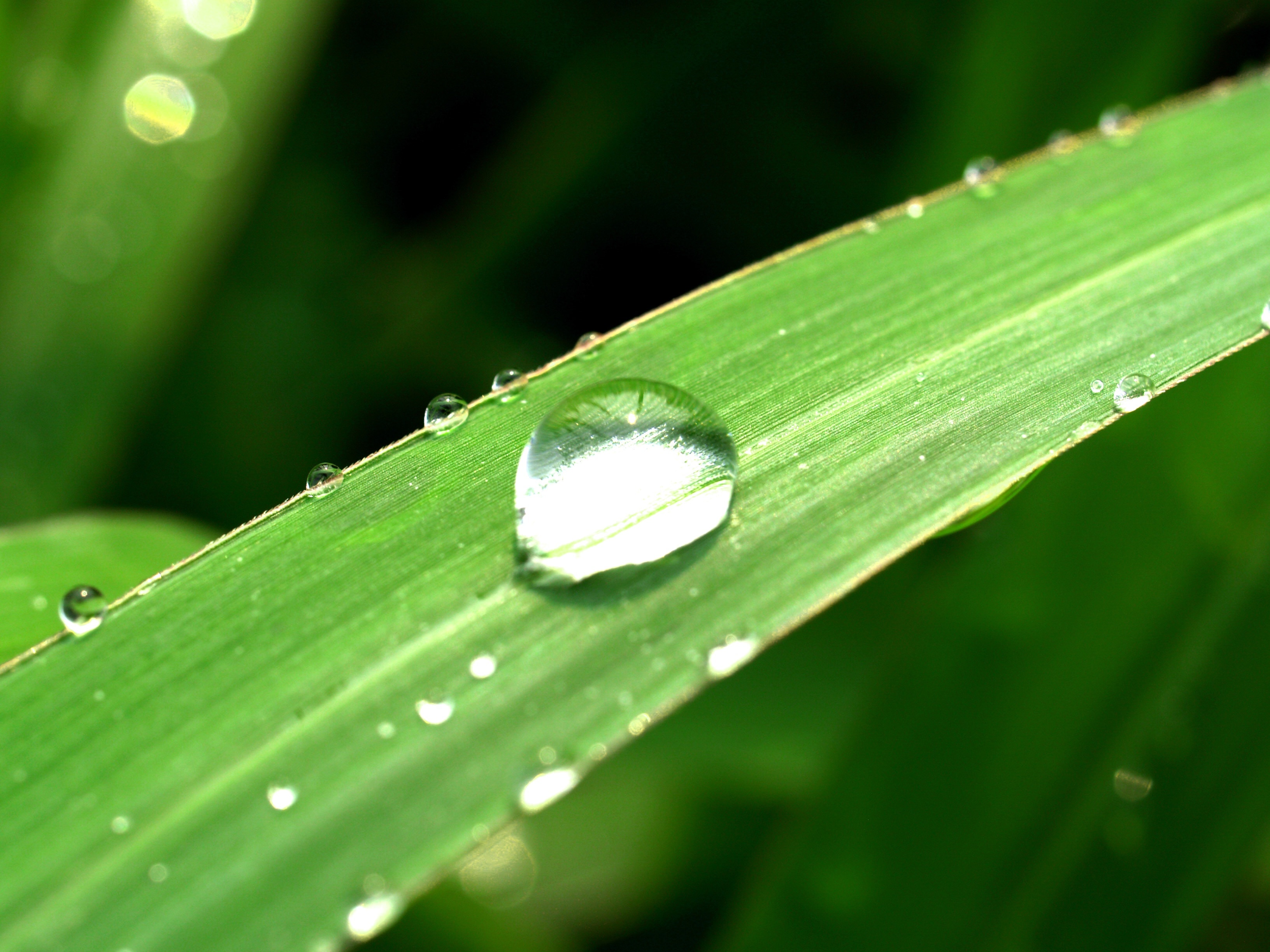 water droplets in green grass