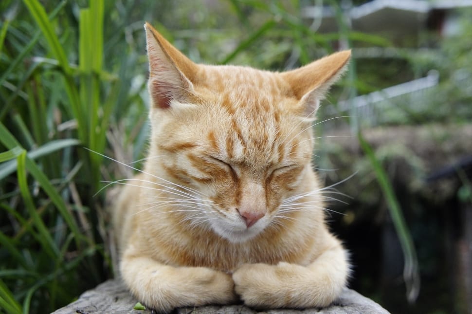 orange tabby cat preview