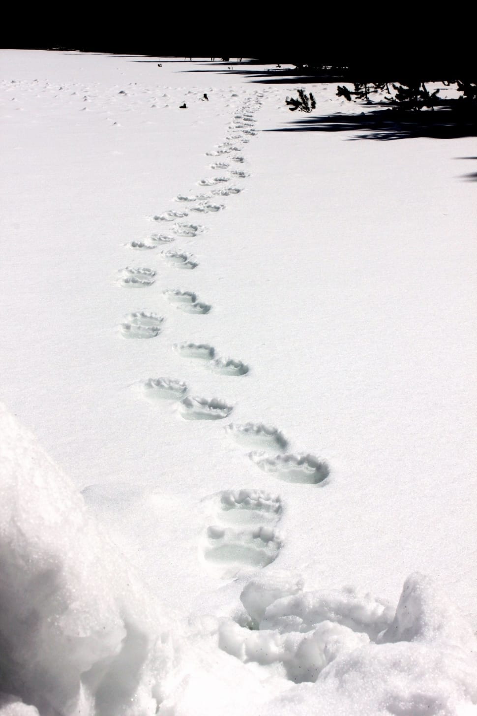 bear footprint preview