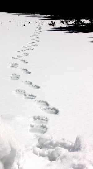 bear footprint thumbnail