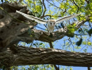 closed photo of white owl thumbnail