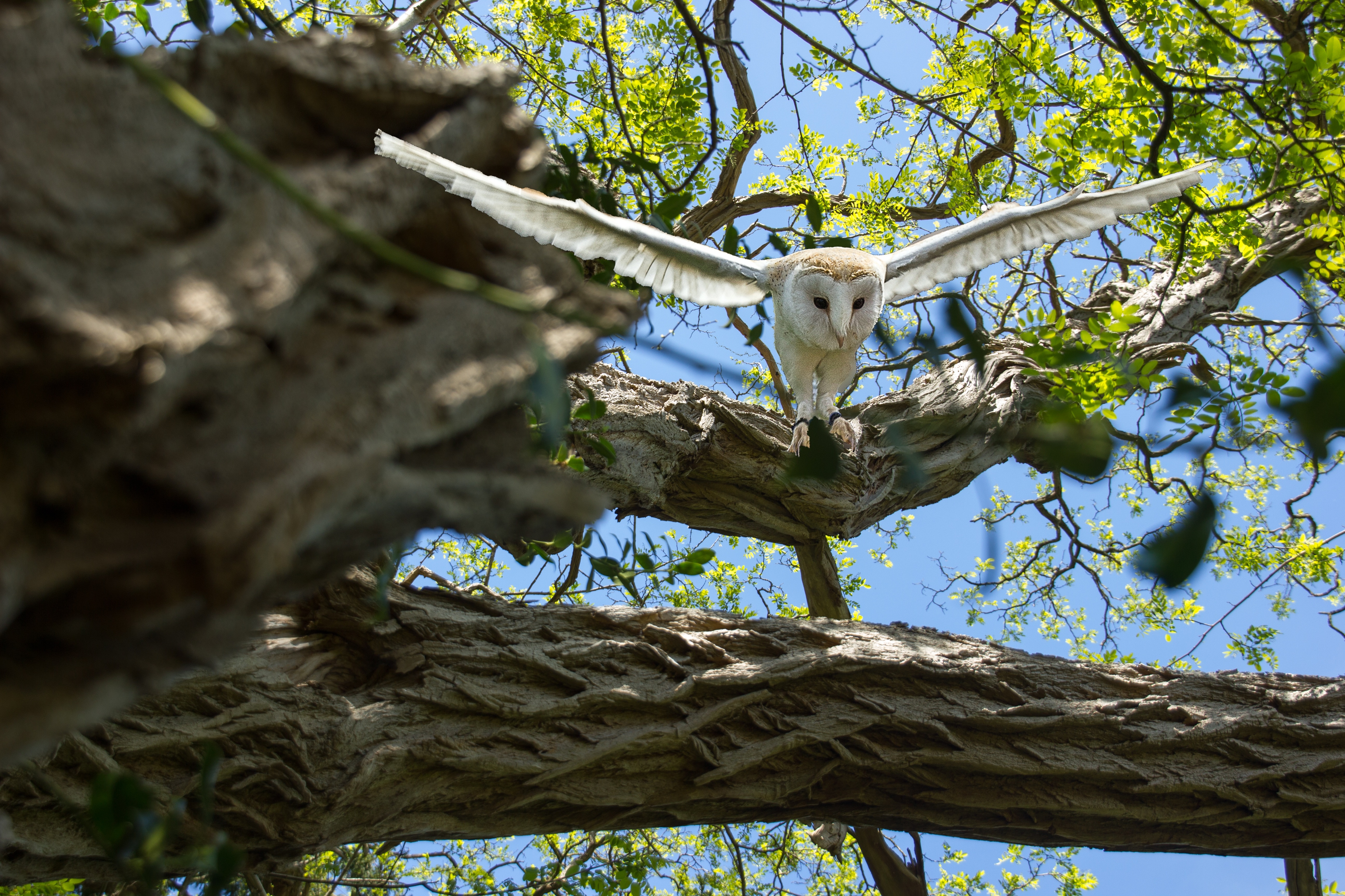 closed photo of white owl