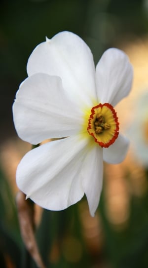 white yellow and red petal flower thumbnail