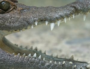 alligator's mouth thumbnail