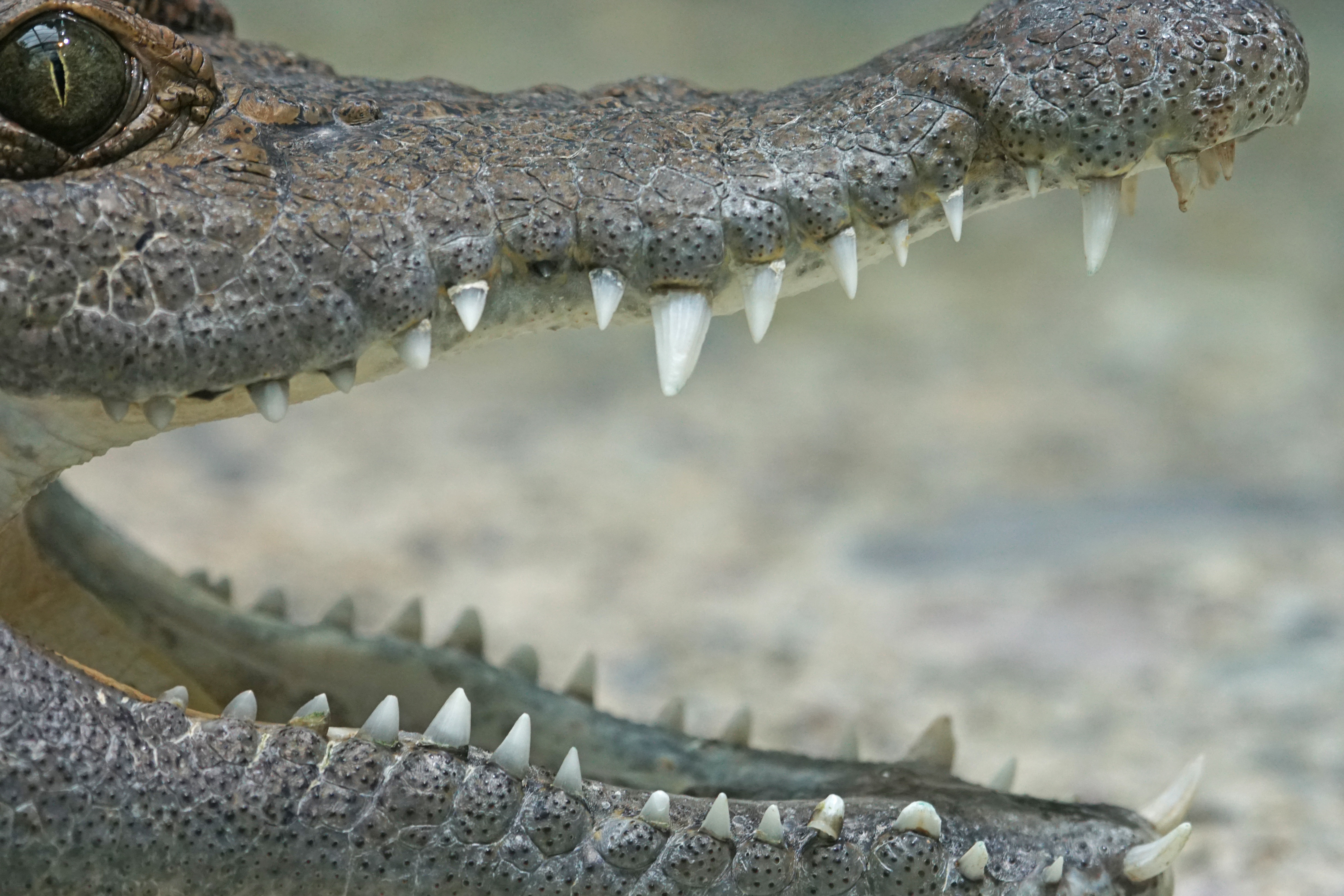 alligator's mouth