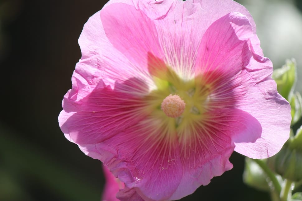 pink Hollyhock closeup photography preview