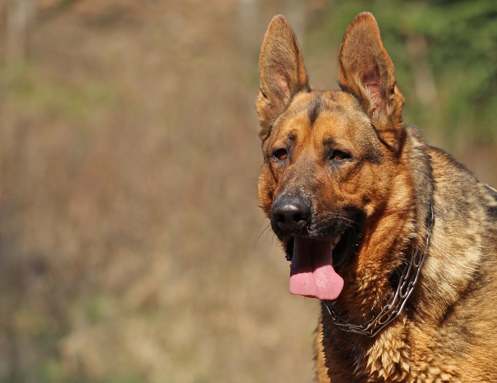 close up photo of german shepherd during daytime preview