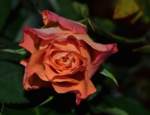 close up photography of orange rose thumbnail