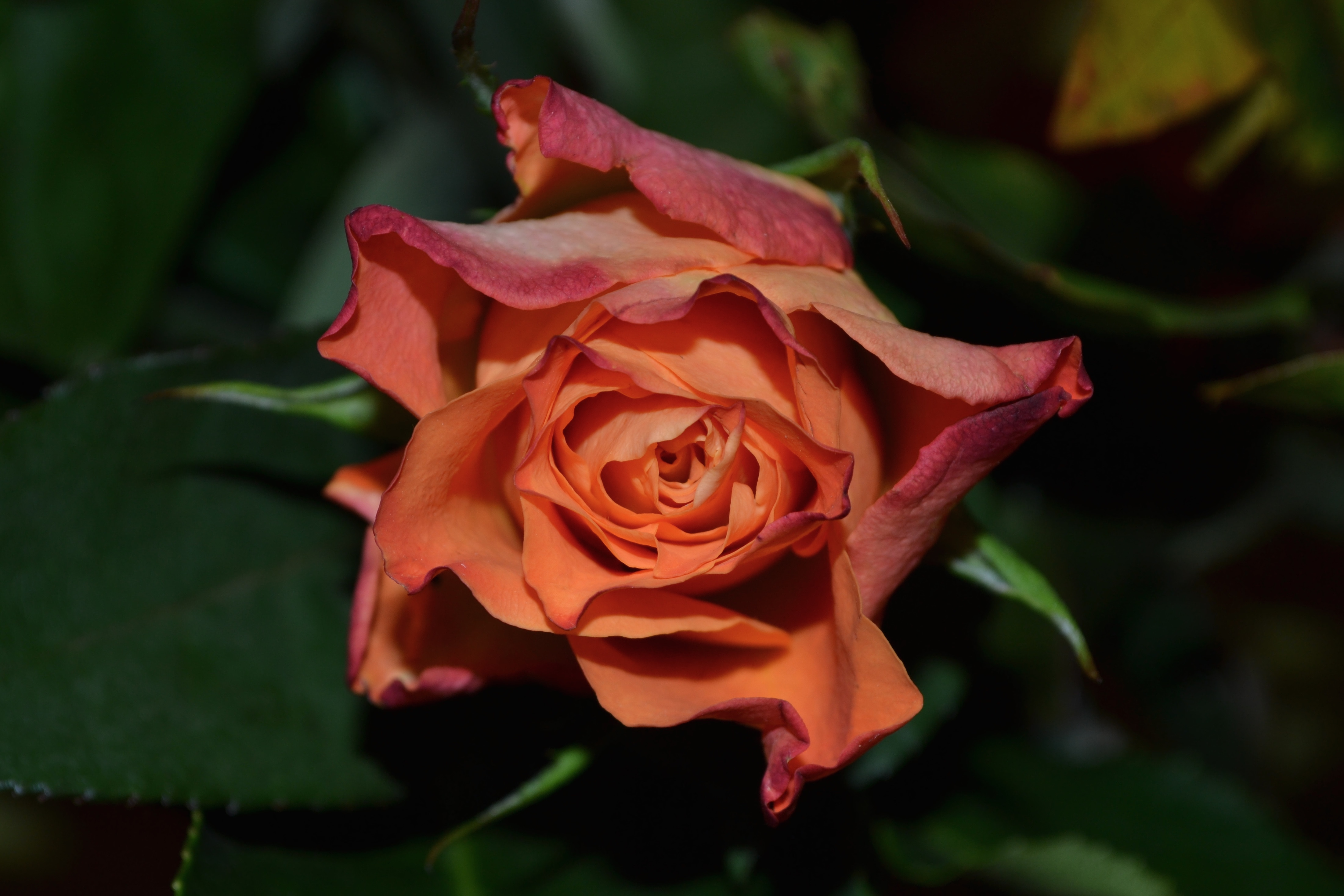 close up photography of orange rose