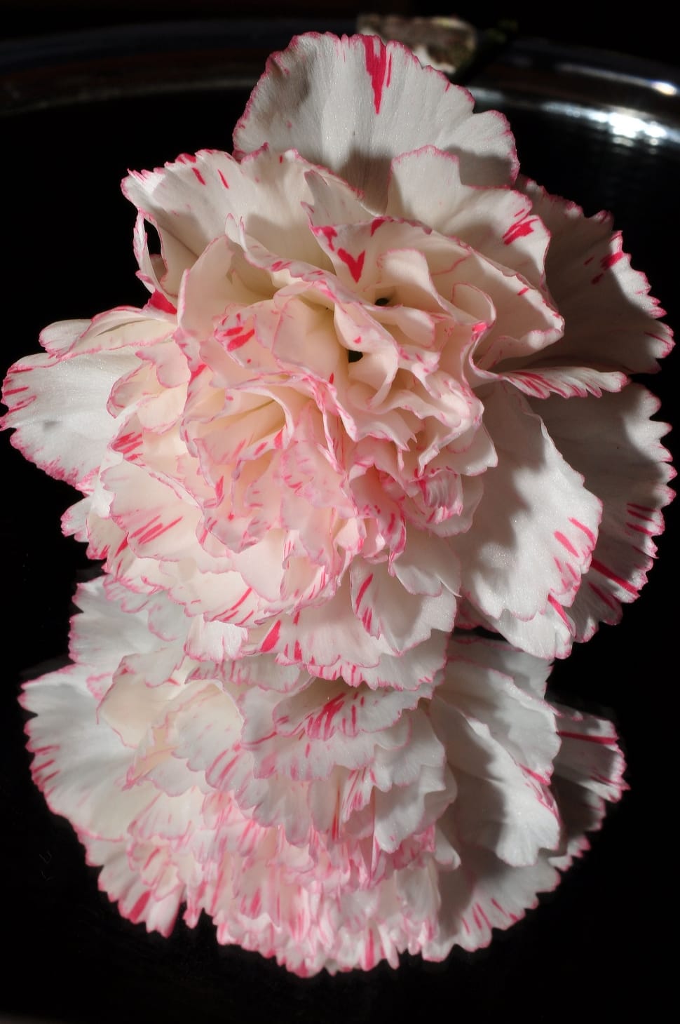 white and pink petaled flower preview