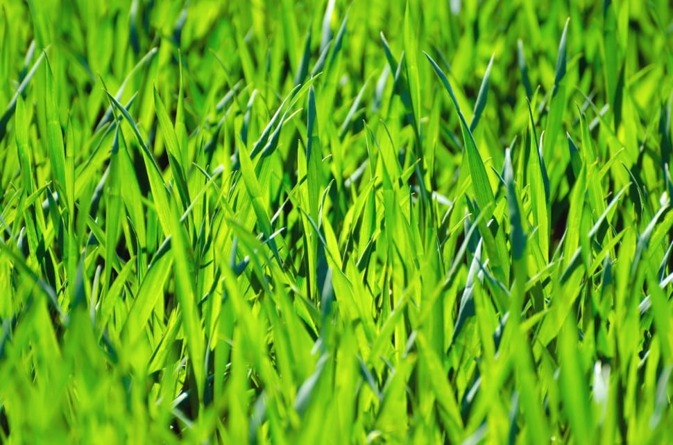 close up photo of green grass preview
