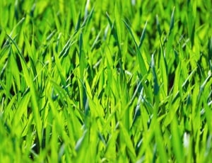 close up photo of green grass thumbnail
