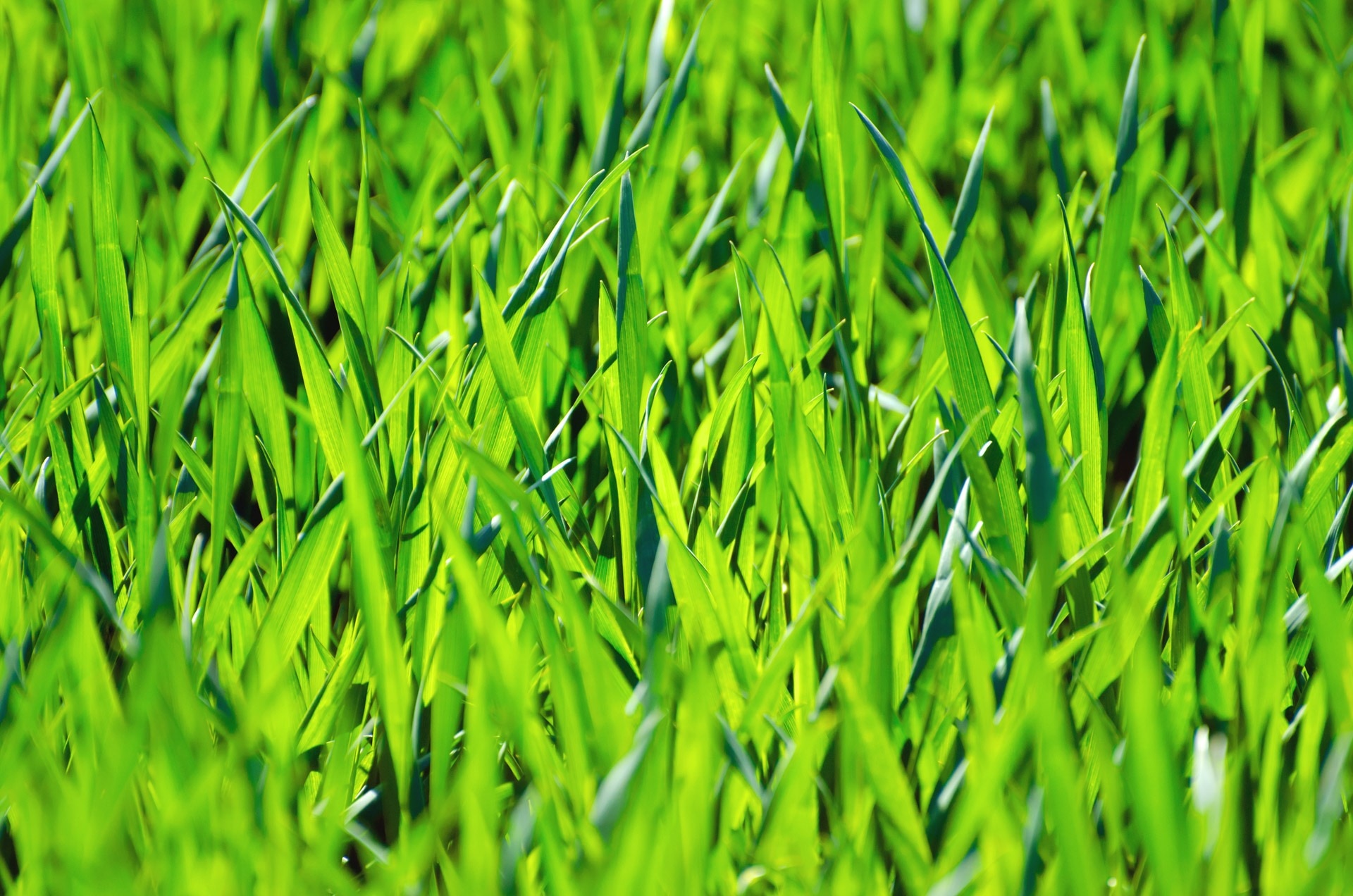 close up photo of green grass