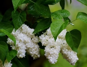 Lilac, White Lilac, Bush, White, Plant, leaf, green color thumbnail