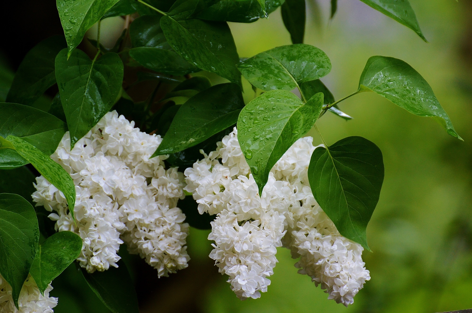 Lilac, White Lilac, Bush, White, Plant, leaf, green color