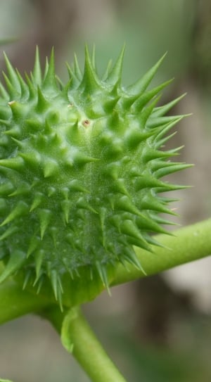 green spiked plant thumbnail