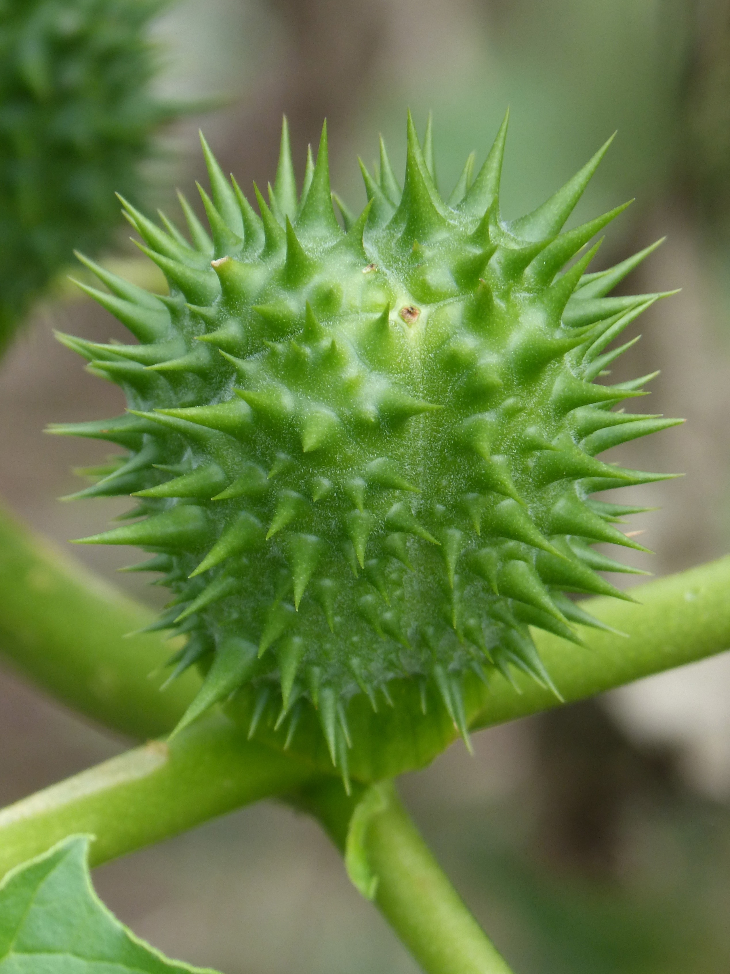 green spiked plant